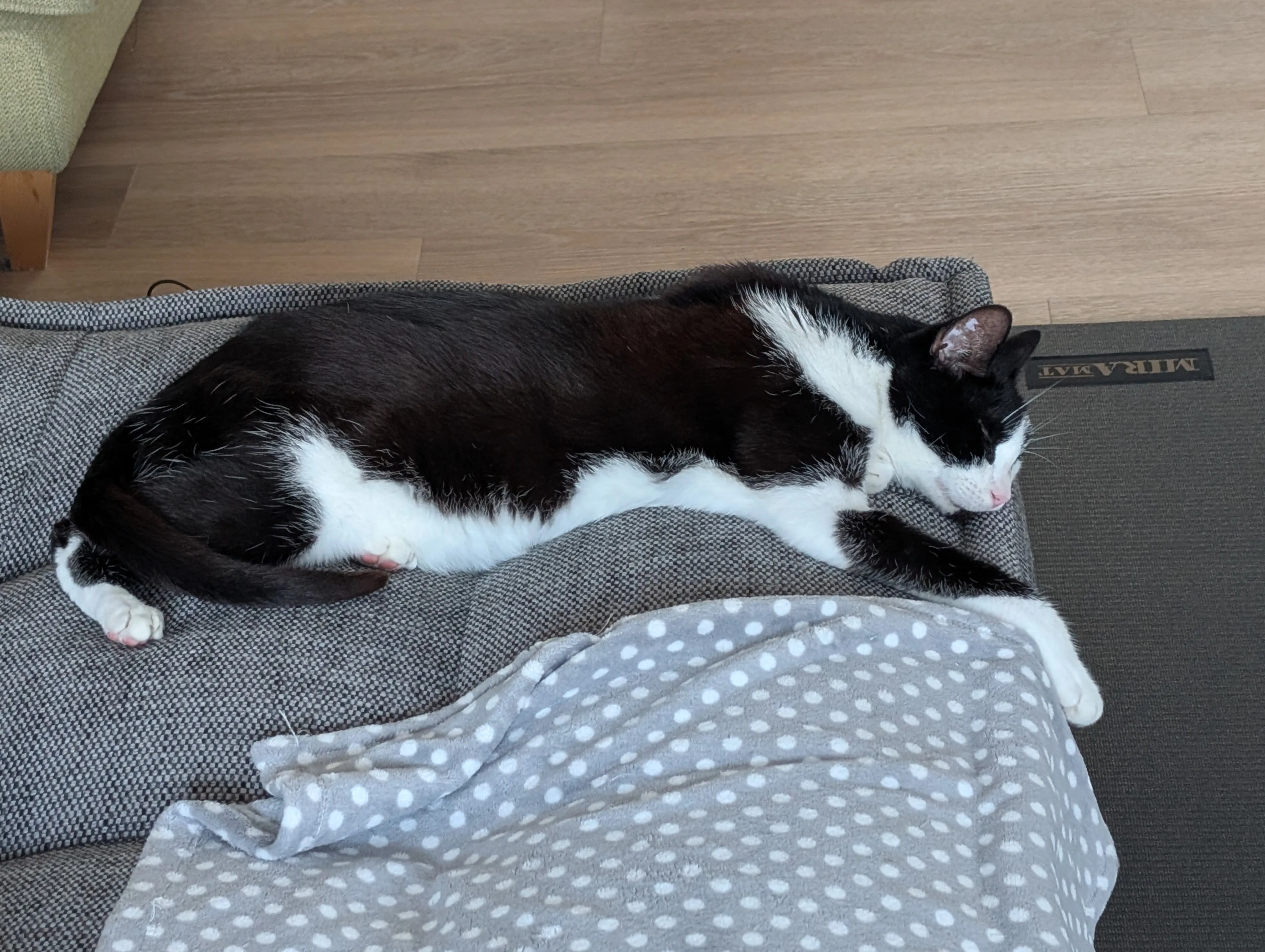 cat sitting on the couch