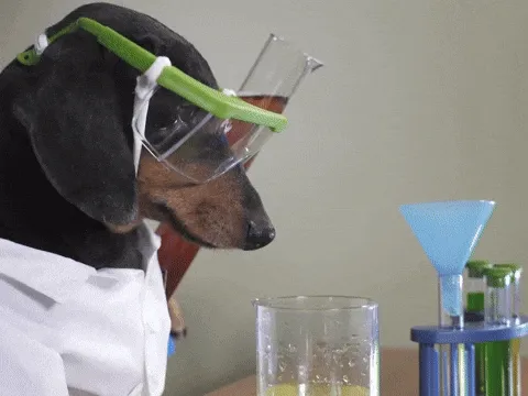 dog doing research